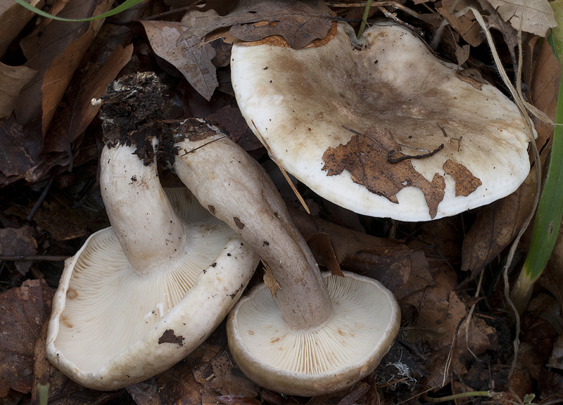 Lactarius fluens